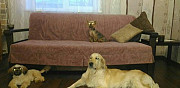 Зоогостиница, домашняя гостиница для собак Екатеринбург