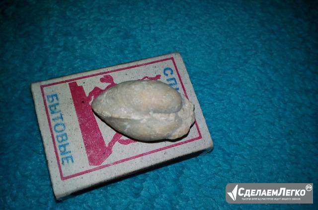 Окаменелость Севастополь - изображение 1