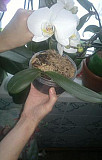 Орхидея Называевск
