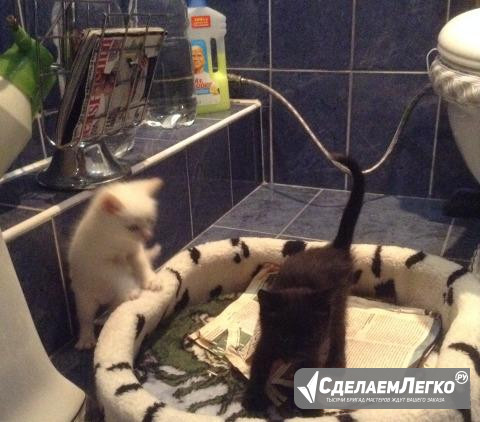 Котята ждут своих хозяев Иркутск - изображение 1