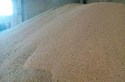 Пшеница урожай 2017 года Рязань