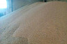 Пшеница урожай 2017 года Рязань