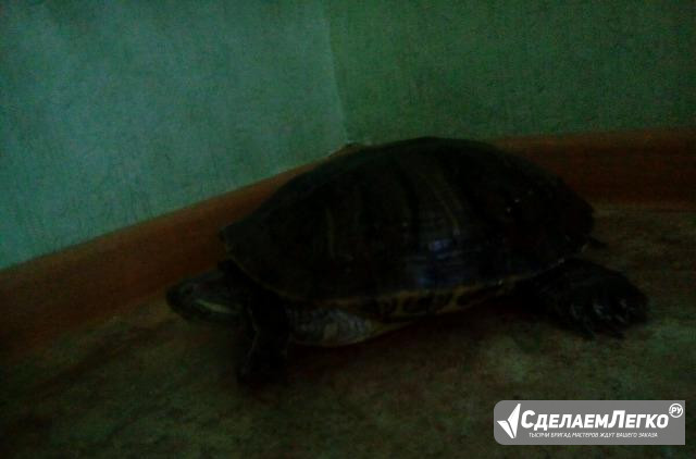 Черепаха Тольятти - изображение 1