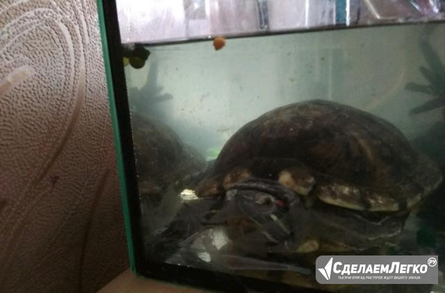 Черепаха Калининград - изображение 1