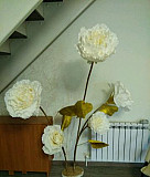 Ростовые цветы Чернушка
