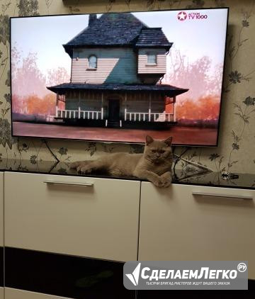 Жених ищет кошечку (вязка) Сергиев Посад - изображение 1