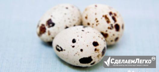 Инкубационное яйцо (перепела) Улан-Удэ - изображение 1