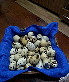 Перепелиные яйца Новочеркасск