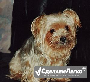 Йорк хорошая сука стандарт 2 года Нижний Новгород - изображение 1