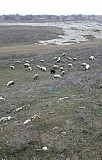 Стадо козы с козлятами овцы с ягнятами Махачкала