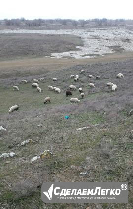 Стадо козы с козлятами овцы с ягнятами Махачкала - изображение 1