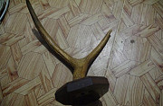 Рога оленя Дзержинск