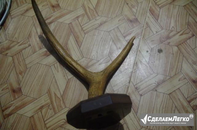 Рога оленя Дзержинск - изображение 1