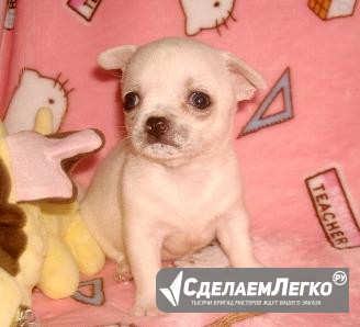 Мини мальчик светлый крем Москва - изображение 1