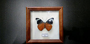 Бабочки коллекционные Петрозаводск