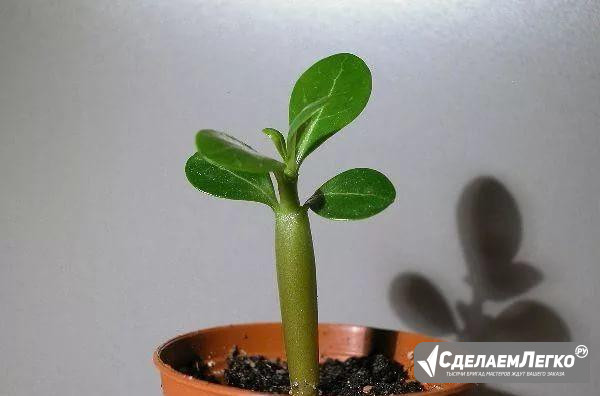 Адениум ростки Челябинск - изображение 1