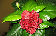 Большая китайская роза Георгиевск