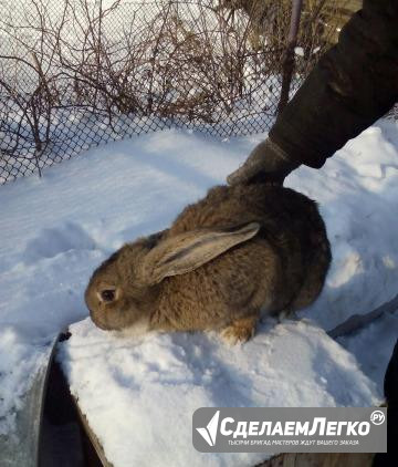 Крол породы Фландр Прокопьевск - изображение 1