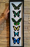 Композиция из бабочек под стеклом Самара