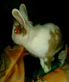 Кролик карликовый Саратов