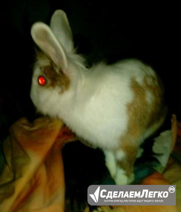 Кролик карликовый Саратов - изображение 1
