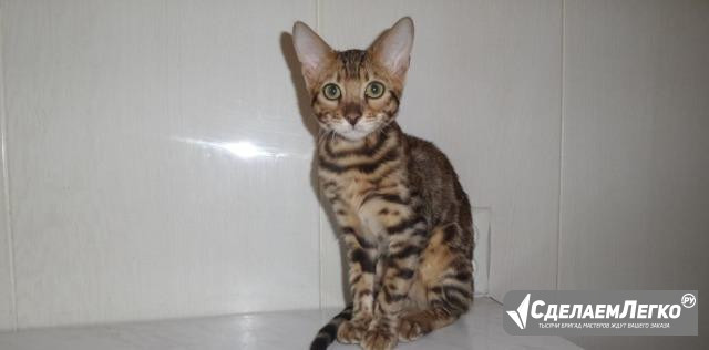 Бенгальский котик Ярославль - изображение 1