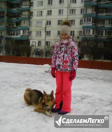Отдам в хорошие руки 4-х летнего кобеля Москва - изображение 1