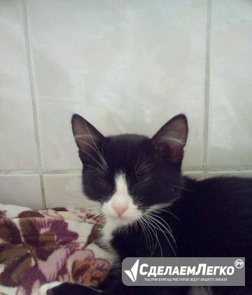 Котята Магнитогорск - изображение 1
