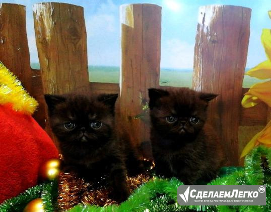 Плюшевые экзоты разного окраса Москва - изображение 1