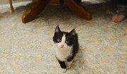 Котёнок Новосибирск
