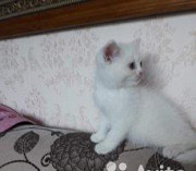 Белоснежный котик Новосибирск