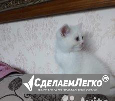 Белоснежный котик Новосибирск - изображение 1