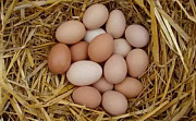 Домашние яйца Дербент