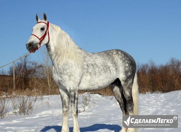 Продам жеребца Челябинск - изображение 1