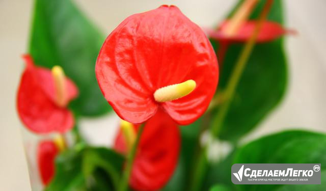 220120 Антуриум Anthurium Andreanum Санкт-Петербург - изображение 1