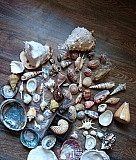 Коллекция раковин Симферополь