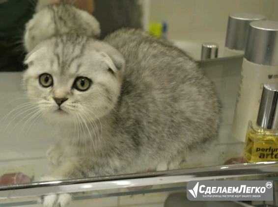 Элитные Скоттиш фолд и страйт Котятки Москва - изображение 1