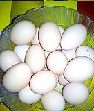 Продам яйцо куриное Белгород