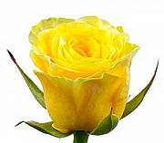 Жёлтые розы Кемерово