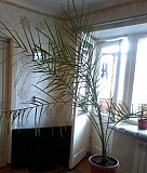 Финиковая пальма Омск