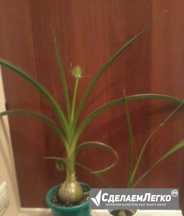 Китайский (индийский) Лук от боли в суставах Ярославль - изображение 1