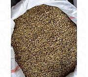 Ячмень пшеница Славгород