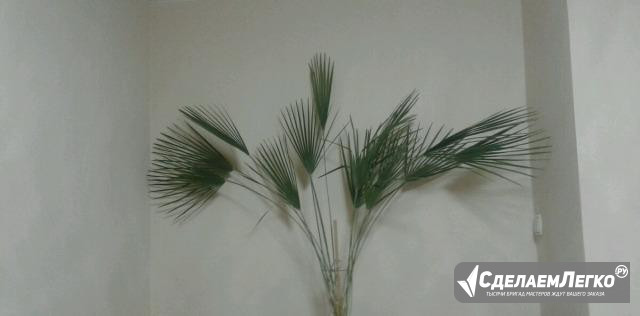 Комнатная пальма Березники - изображение 1
