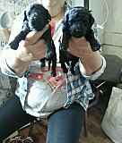 Предлагаются к продаже щенки черного карликовый пу Биробиджан