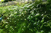 Растения для аквариума Благовещенск