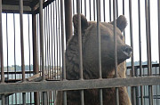 Продам медведя 4 года (обмен ) Кузнецк