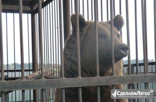 Продам медведя 4 года (обмен ) Кузнецк - изображение 1
