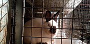 Продам уличного содержания кроликов калифорнийских Пушкино