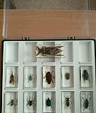 Коллекция насекомых Троицк