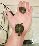 Продам двух маленьких черепах, аквариум, фильтр Казань